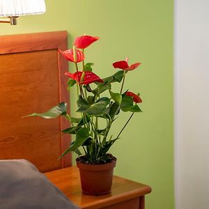 Uitgebreide Kamer